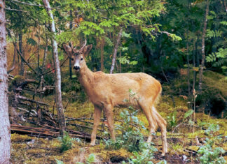 Above the Grand Canyon with a Helicopter