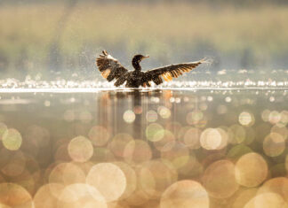 Staying at Conrad Bora Bora Nui in November