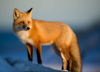 The Ultimate New Zealand Travel Bucket List