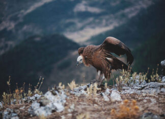 The Ultimate Couple Getaway Guide to Paris