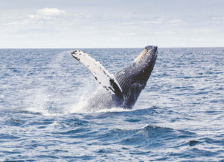 How to Plan a Surprise Honeymoon Getaway